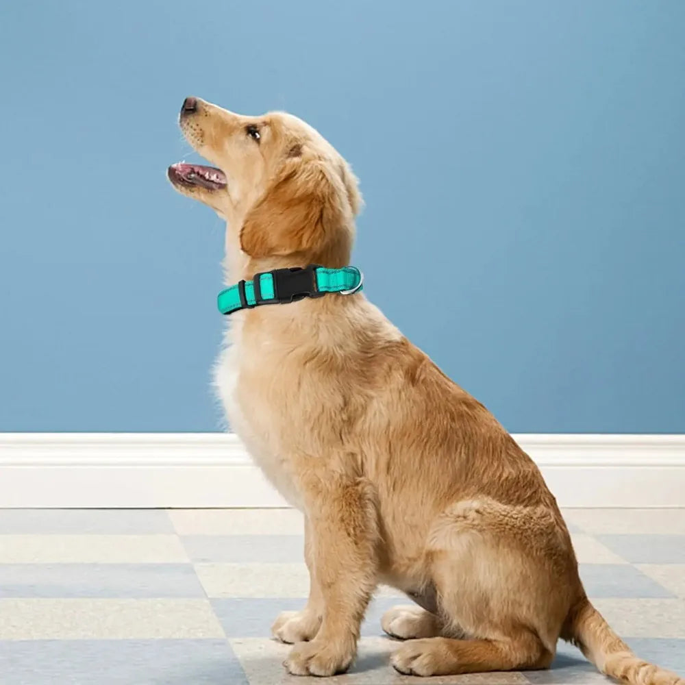 Padded Nylon Dog Collar
